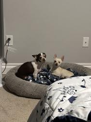 Found/Stray Female Dog last seen Marriott gardens , Oklahoma City, OK 73102