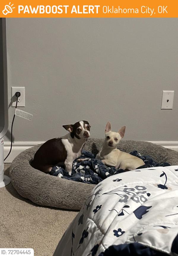 Found/Stray Female Dog last seen Marriott gardens , Oklahoma City, OK 73102