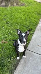 Lost Male Dog last seen Lucky 7 off Tully Rd, San Jose, CA 95121