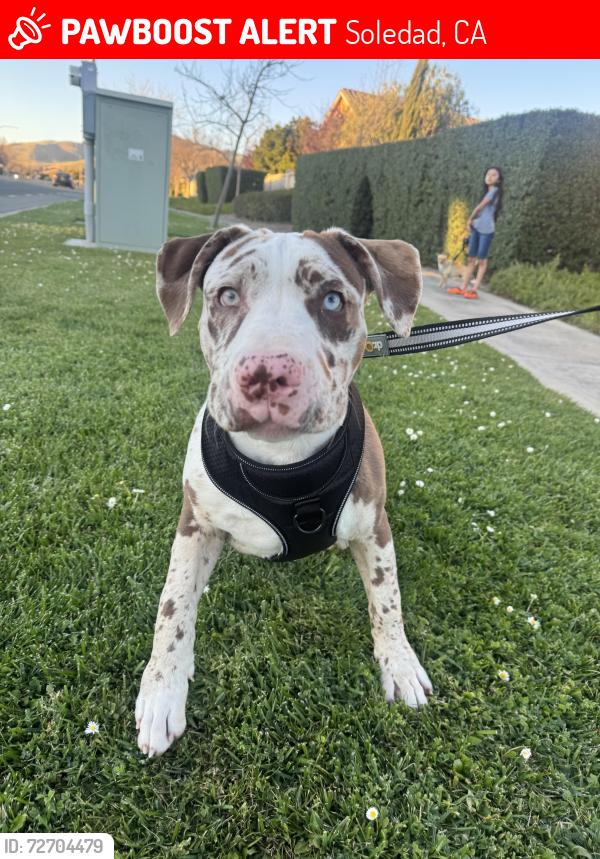 Lost Male Dog last seen In between hartnell and jack elementary , Soledad, CA 93960