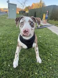 Lost Male Dog last seen In between hartnell and jack elementary , Soledad, CA 93960
