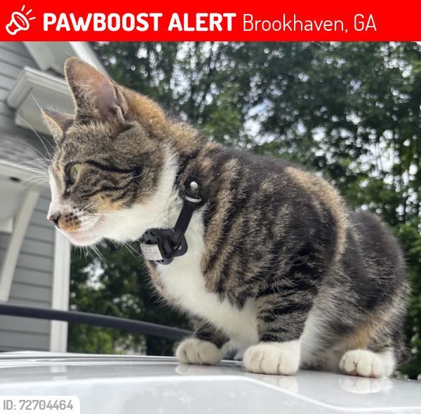Lost Male Cat last seen Dresden Dr. in Brookhaven, GA., Brookhaven, GA 30319