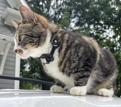 Lost Male Cat last seen Dresden Dr. in Brookhaven, GA., Brookhaven, GA 30319