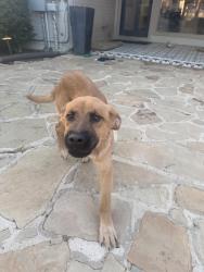 Found/Stray Male Dog last seen Ridgmar Blvd, Fort Worth, TX 76116