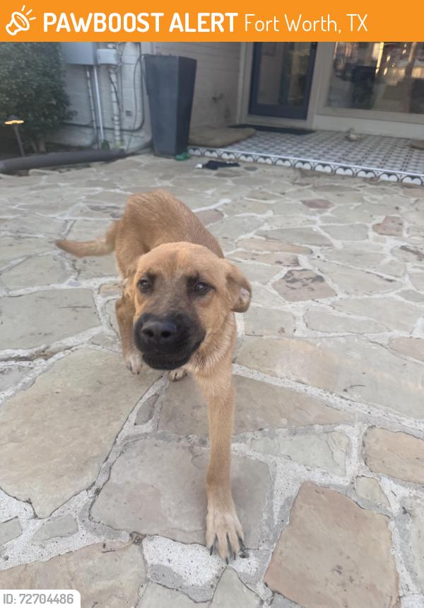 Found/Stray Male Dog last seen Ridgmar Blvd, Fort Worth, TX 76116