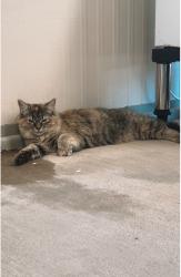 Lost Female Cat last seen Cloud / Manor , Tucson, AZ 85750