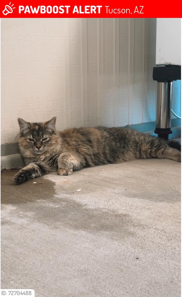 Lost Female Cat last seen Cloud / Manor , Tucson, AZ 85750