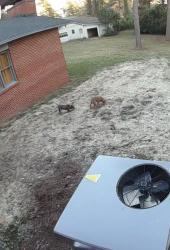 Found/Stray Unknown Dog last seen Rose hill rd & Shaw Mill Rd, Fayetteville, NC 28311