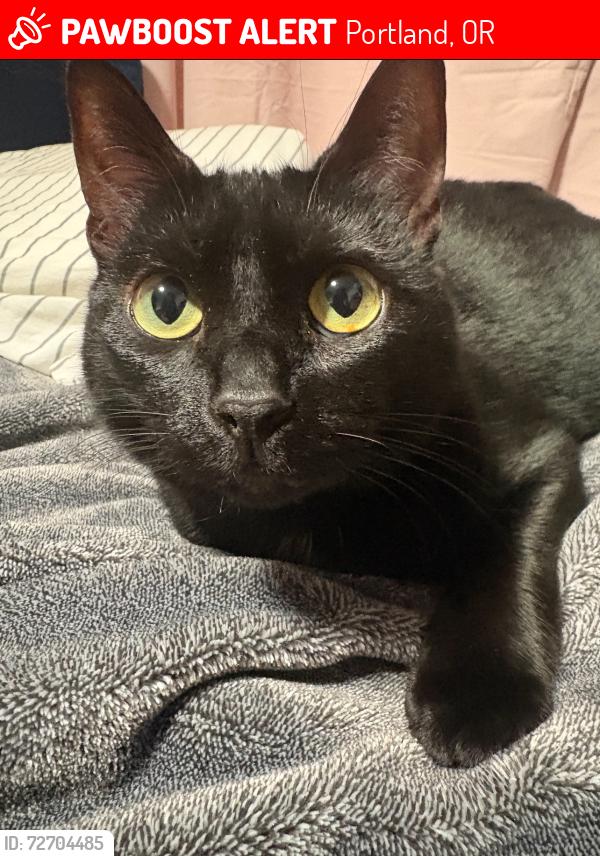 Lost Female Cat last seen Ventura Park Elementary school, Portland, OR 97220