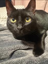 Lost Female Cat last seen Ventura Park Elementary school, Portland, OR 97220