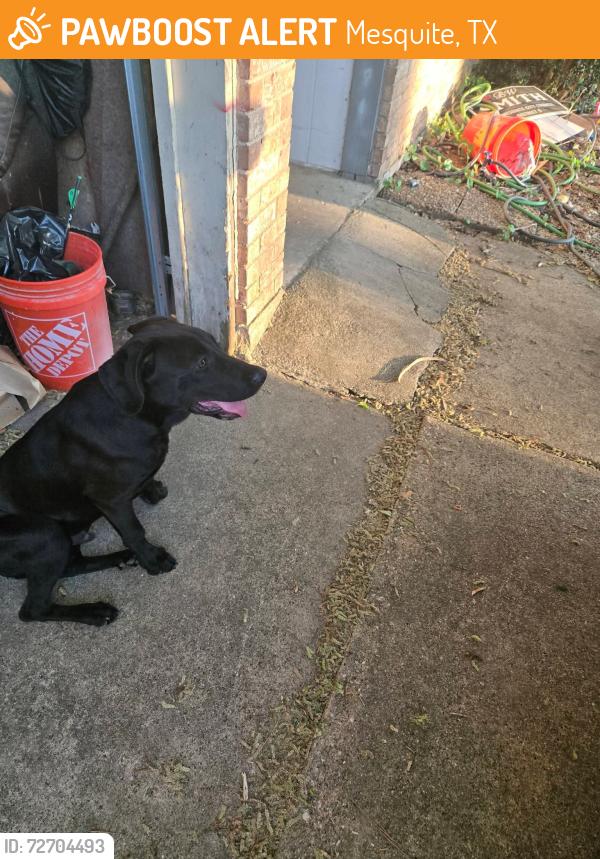 Found/Stray Male Dog last seen Rancho dr and Sierra , Mesquite, TX 75149