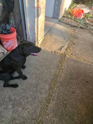 Found/Stray Male Dog last seen Rancho dr and Sierra , Mesquite, TX 75149