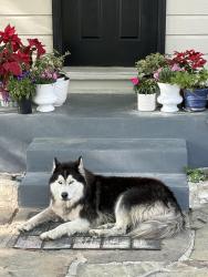 Found/Stray Male Dog last seen Near Argo Ave , Alamo Heights, TX 78209
