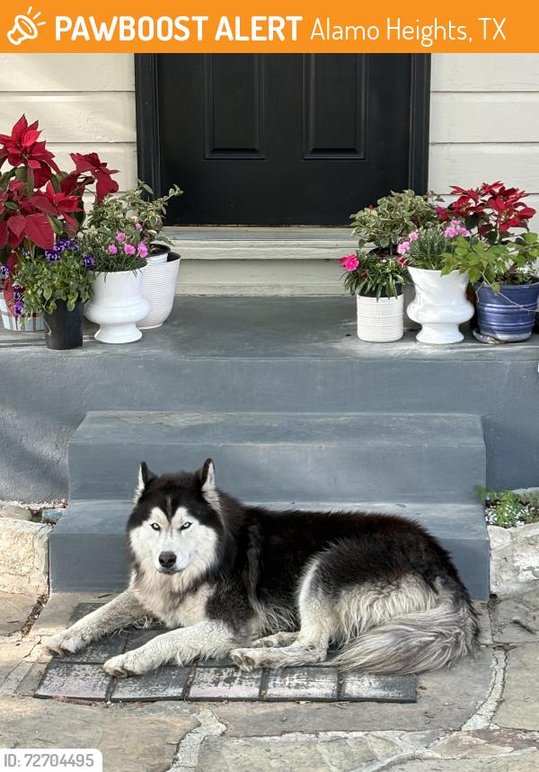 Found/Stray Male Dog last seen Near Argo Ave , Alamo Heights, TX 78209
