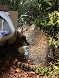 Found/Stray Unknown Cat last seen Baton Rouge dr. , San Jose, CA 95133