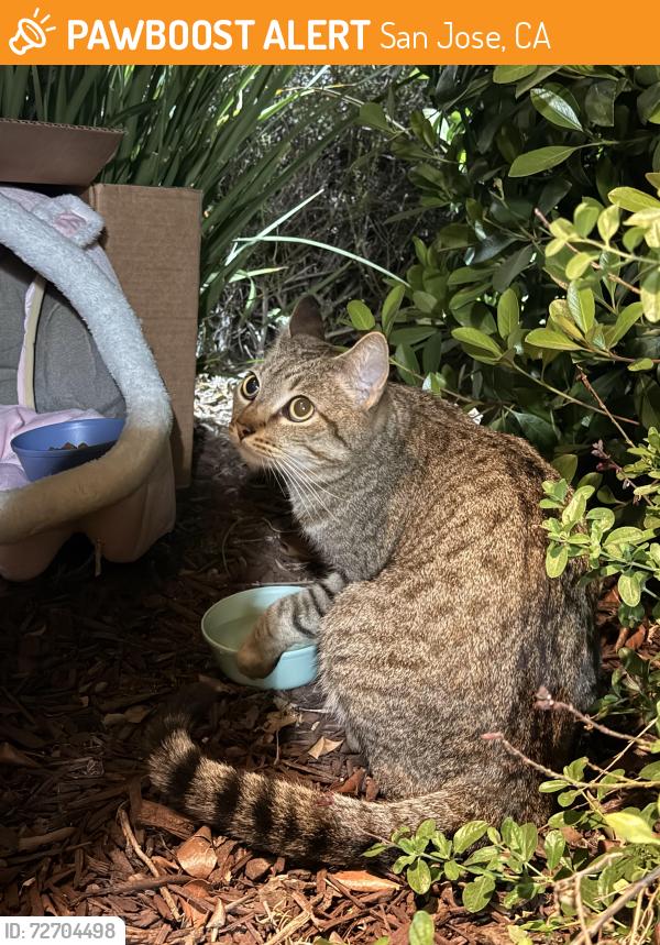 Found/Stray Unknown Cat last seen Baton Rouge dr. , San Jose, CA 95133