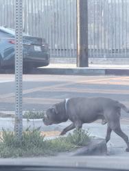 Found/Stray Male Dog last seen Near weigand avenue, Los Angeles, CA 90002