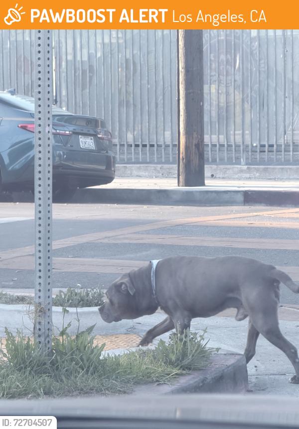 Found/Stray Male Dog last seen Near weigand avenue, Los Angeles, CA 90002