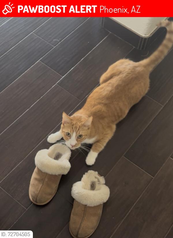 Lost Male Cat last seen Monona and 37th Way , Phoenix, AZ 85050