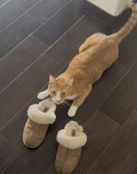 Lost Male Cat last seen Monona and 37th Way , Phoenix, AZ 85050