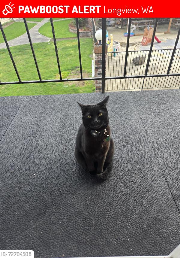 Lost Female Cat last seen Hillcrest apmts , Longview, WA 98632