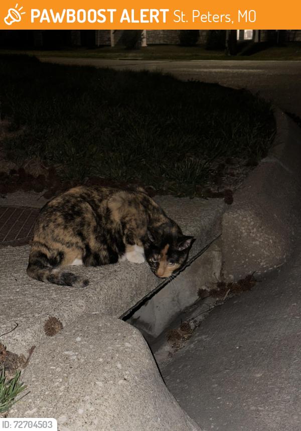 Found/Stray Unknown Cat last seen Jung Station and Windwood Trails Dr, St. Peters, MO 63303