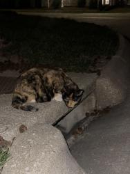 Found/Stray Unknown Cat last seen Jung Station and Windwood Trails Dr, St. Peters, MO 63303