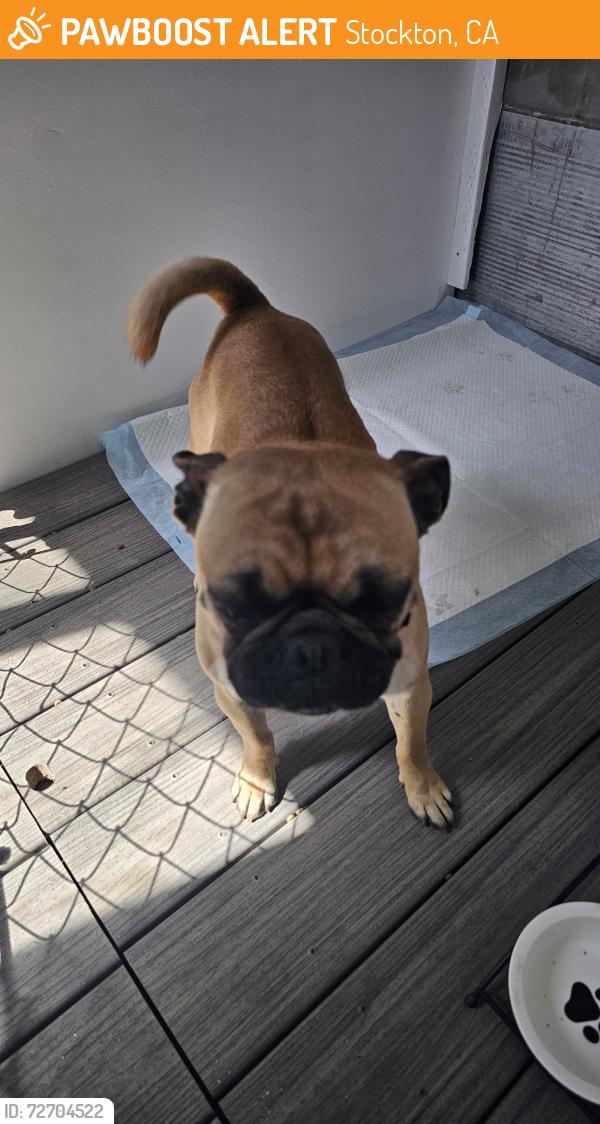 Found/Stray Female Dog last seen Marshall’s department store, Stockton, CA 95207