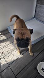 Found/Stray Female Dog last seen Marshall’s department store, Stockton, CA 95207