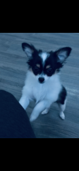 Lost Female Dog last seen Garden city road , Richmond, BC V6X