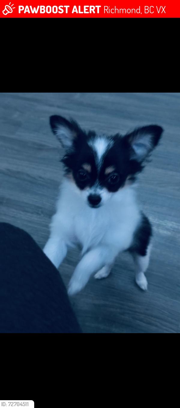 Lost Female Dog last seen Garden city road , Richmond, BC V6X