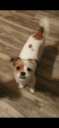 Lost Male Dog last seen Southbluff/ Blackhawk , Houston, TX 77089