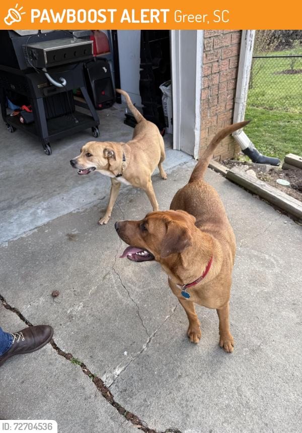 Found/Stray Male Dog last seen Greer, Greer, SC 29651