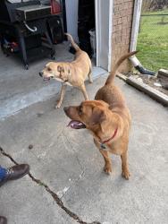 Found/Stray Male Dog last seen Greer, Greer, SC 29651
