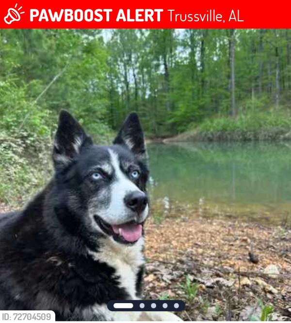 Lost Male Dog last seen Advent cir Trussville Alabama , Trussville, AL 35173