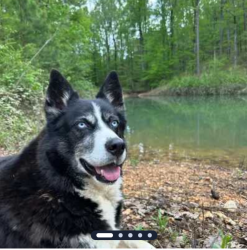 Lost Male Dog last seen Advent cir Trussville Alabama , Trussville, AL 35173