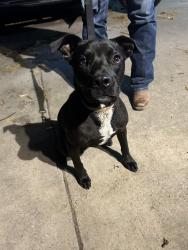 Found/Stray Male Dog last seen Kelso Oil. Mingo @ Bell, Denton, TX 76209