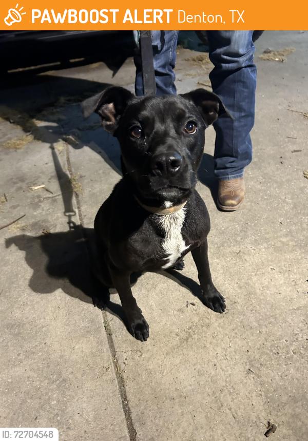 Found/Stray Male Dog last seen Kelso Oil. Mingo @ Bell, Denton, TX 76209