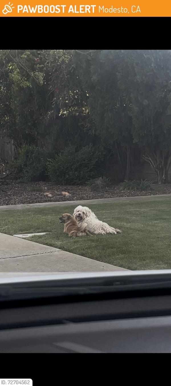 Found/Stray Unknown Dog last seen East Orangeburg/Oakdale Rd, Modesto, CA 95355