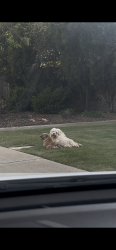 Found/Stray Unknown Dog last seen East Orangeburg/Oakdale Rd, Modesto, CA 95355