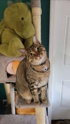 Lost Female Cat last seen Lake Mary and Zuni , Flagstaff, AZ 86001