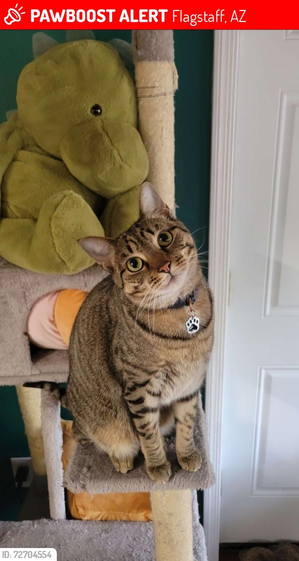 Lost Female Cat last seen Lake Mary and Zuni , Flagstaff, AZ 86001