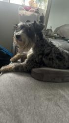 Lost Male Dog last seen Near st and 42 st , Miami Gardens, FL 33054