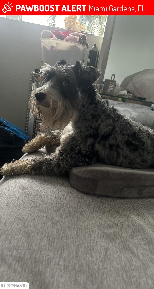 Lost Male Dog last seen Near st and 42 st , Miami Gardens, FL 33054