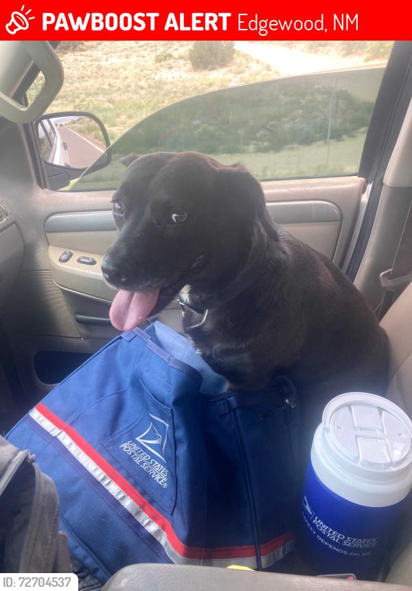 Lost Female Dog last seen Skyline and paradise , Edgewood, NM 87015