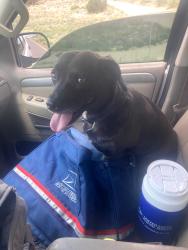 Lost Female Dog last seen Skyline and paradise , Edgewood, NM 87015