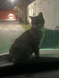 Lost Female Cat last seen Nolan and cherry st - fire station 1 , San Antonio, TX 78202
