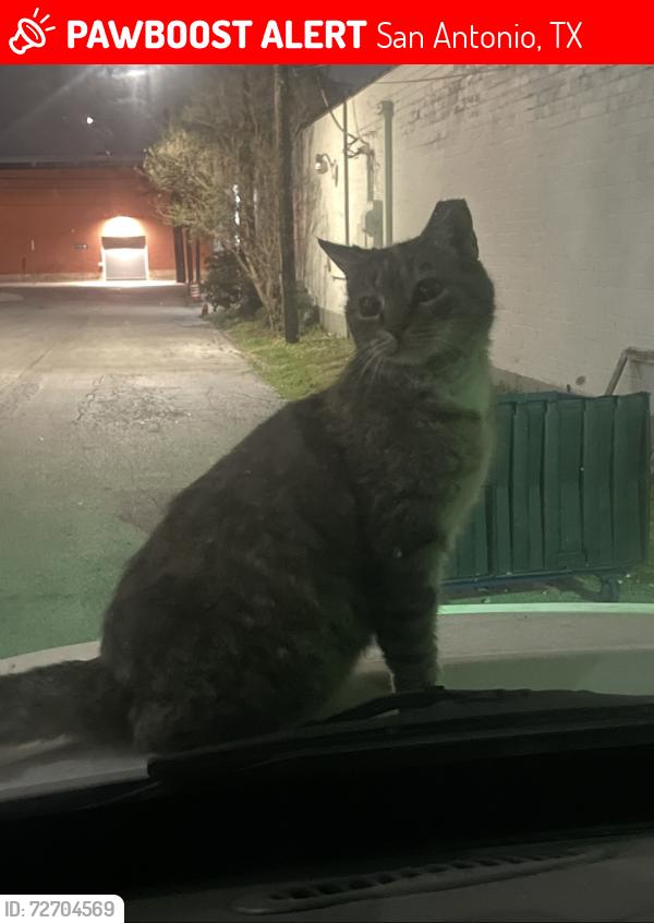 Lost Female Cat last seen Nolan and cherry st - fire station 1 , San Antonio, TX 78202