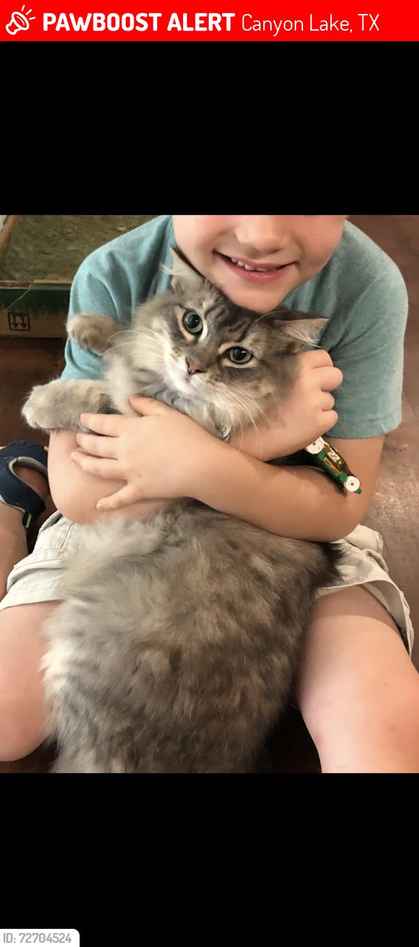 Lost Female Cat last seen Potters Creek and Causeway , Canyon Lake, TX 78133