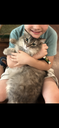Lost Female Cat last seen Potters Creek and Causeway , Canyon Lake, TX 78133